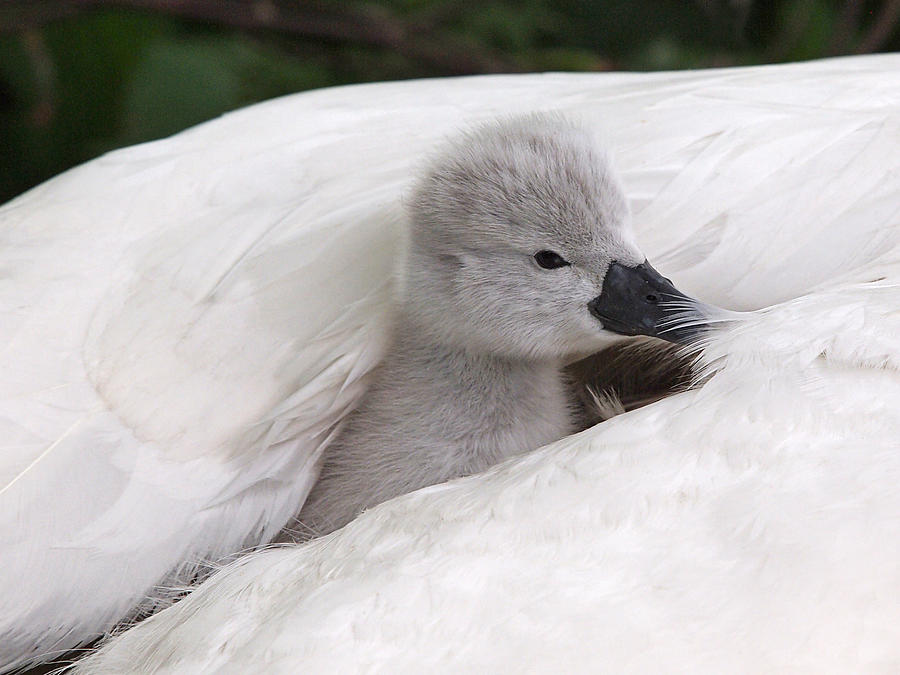 Swan Photograph - Safe And Warm by Gill Billington
