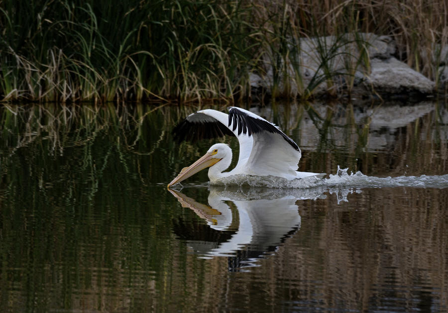 Pelican Photograph - Safe Landing by Betty Depee