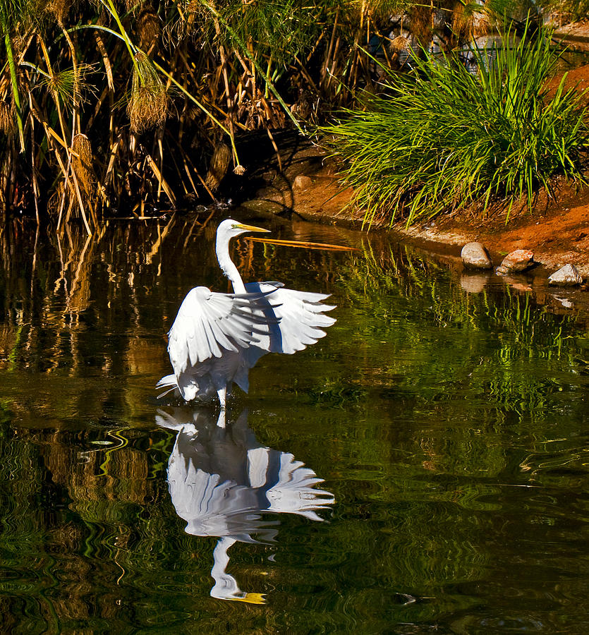White Heron and Reflection Photograph by Ginger Wakem