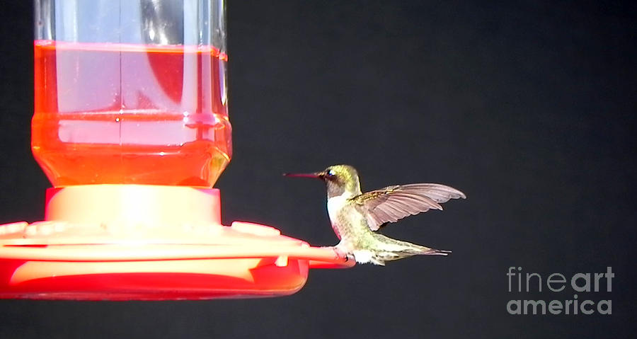 Hummingbird Photograph - Safe Landing by Mary  Swann