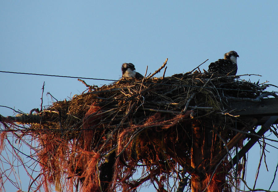 Safe Nest Photograph by Carl Moore