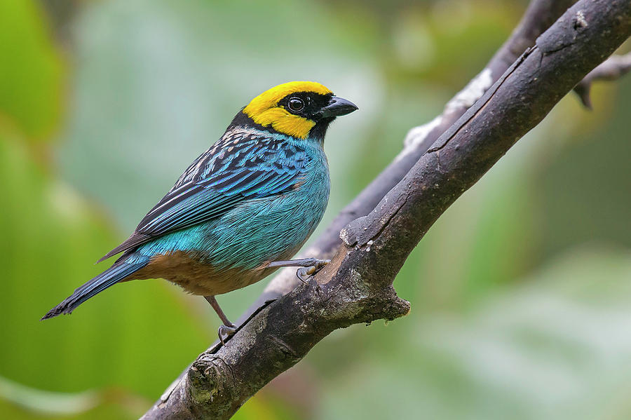 Saffron-crowned Tanager Photograph by Juan Jose Arango - Fine Art America