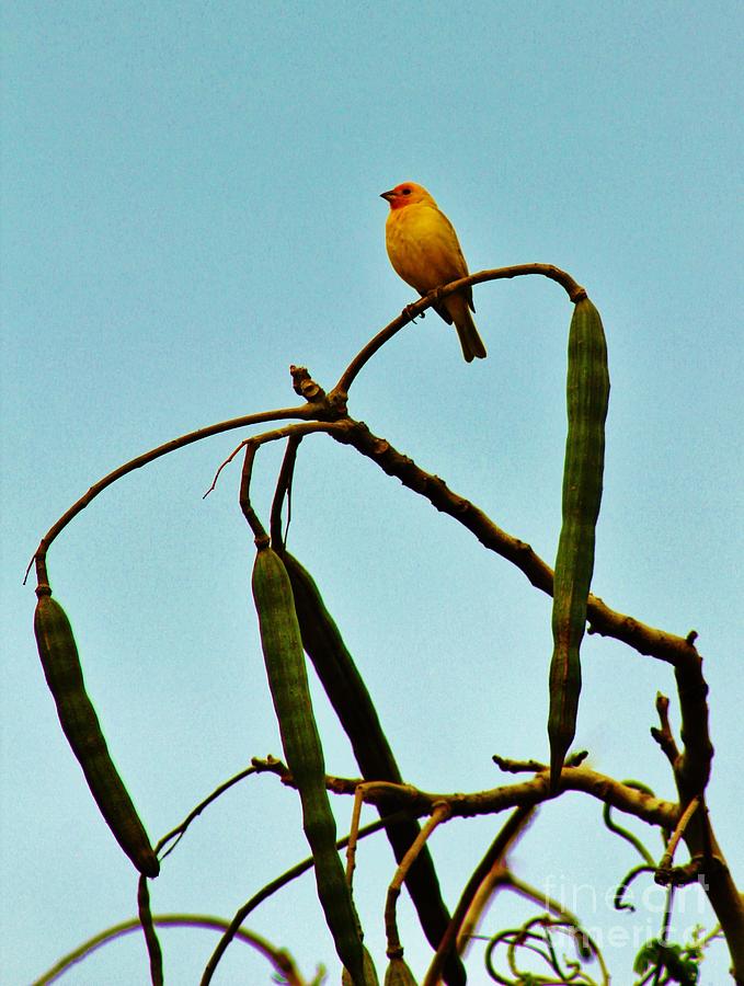 Finch Photograph - Saffron Finch Atop Kalamunguy by Craig Wood