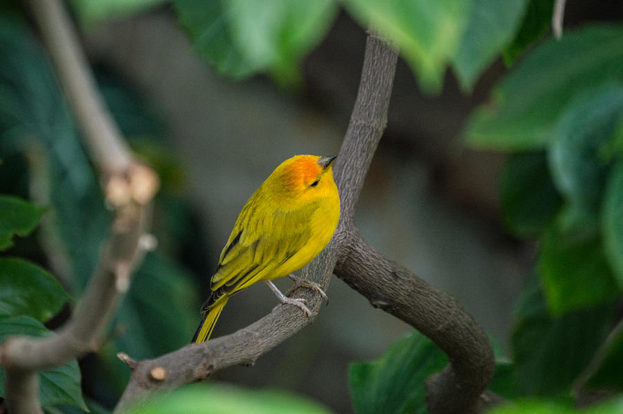 Saffron Finch Photograph by Mary Cooper | Fine Art America