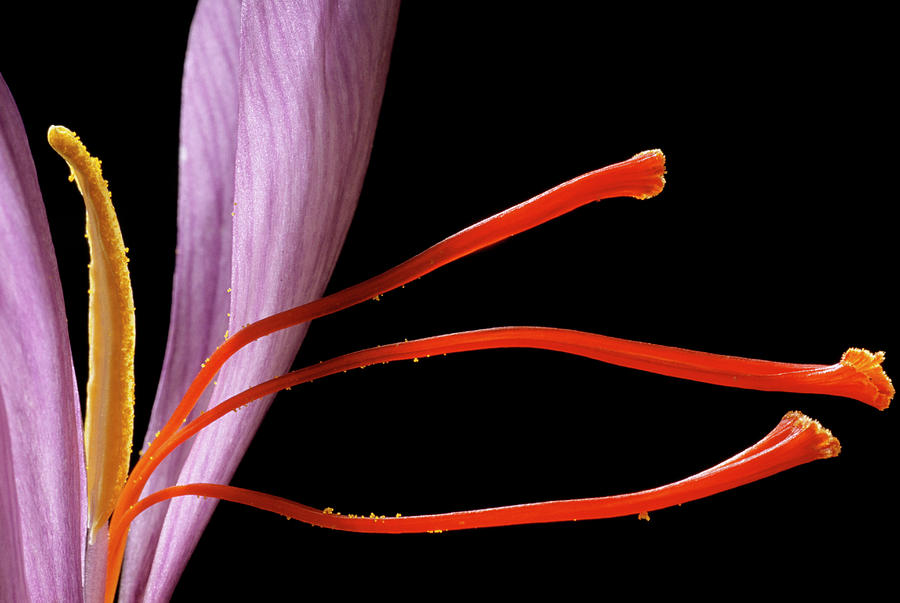 Saffron Flower Photograph by Mauro Fermariello/science Photo Library