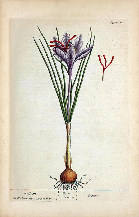 Saffron Plant Photograph by National Library Of Medicine