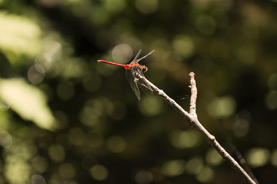 Saffron-winged meadowhawk 1 Photograph by Tracy Winter