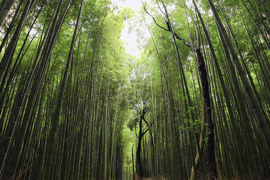 Nature Photograph - Sagano Bamboo Forest by Kenny Hung Photography