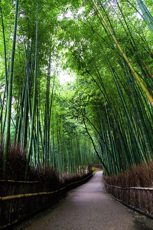 Sagano Bamboo Forest by Shenghung Lin Photos