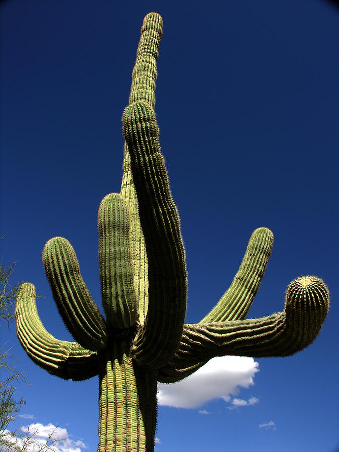 Sagauro Cactus Photograph by Robert Lozen