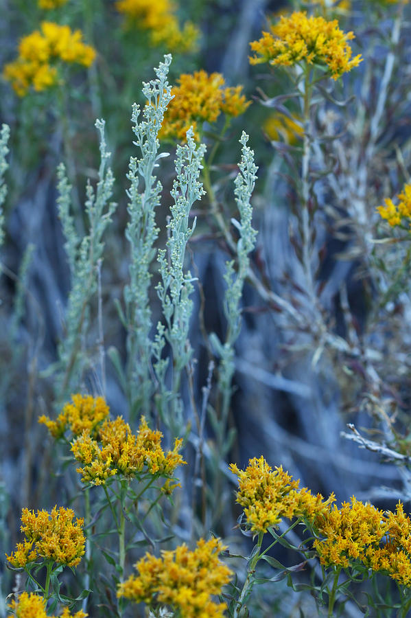 Sage and Goldenrod Photograph by Melinda Fawver