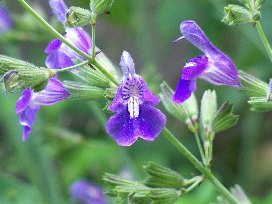 Sage Blossom Photograph by Karen Erdmann - Fine Art America