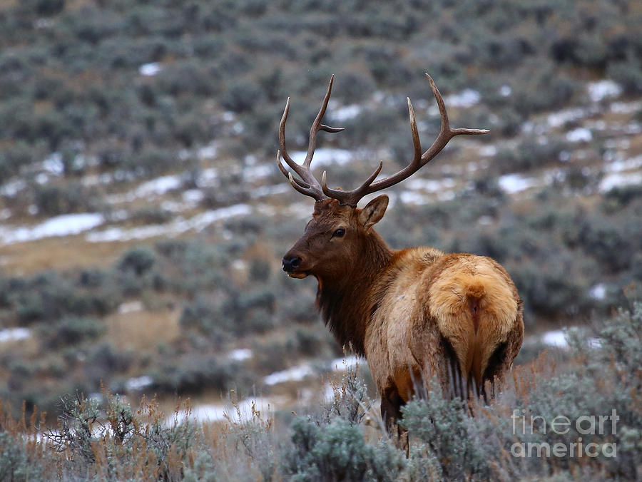Sage Elk Photograph by Marty Fancy
