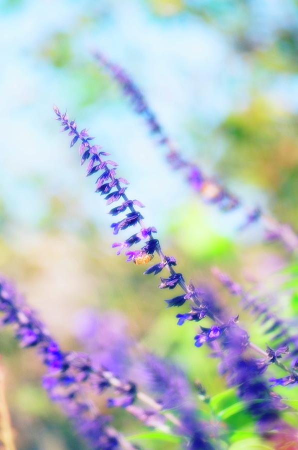 Nature Photograph - Sage Flowers (salvia Sp.) by Maria Mosolova/science Photo Library