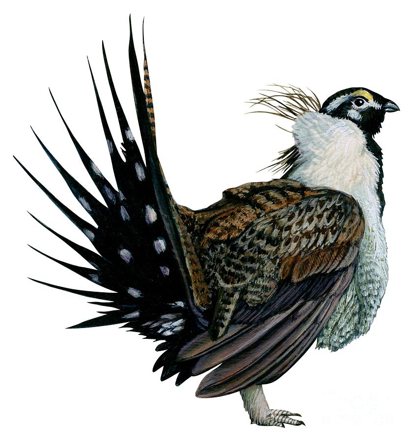 Sage grouse  Drawing by Anonymous