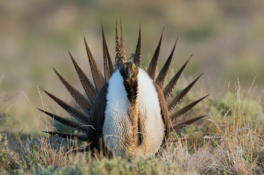 Sage Grouse, Courtship Display Photograph by Ken Archer | Fine Art America