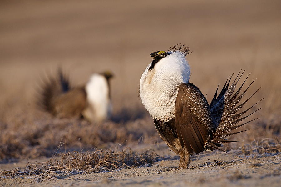 Sage Grouse Courtship Display Photograph by Tom Reichner | Fine Art America