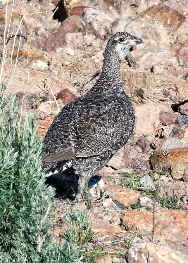 Sage Grouse Photograph by Kathleen Bishop