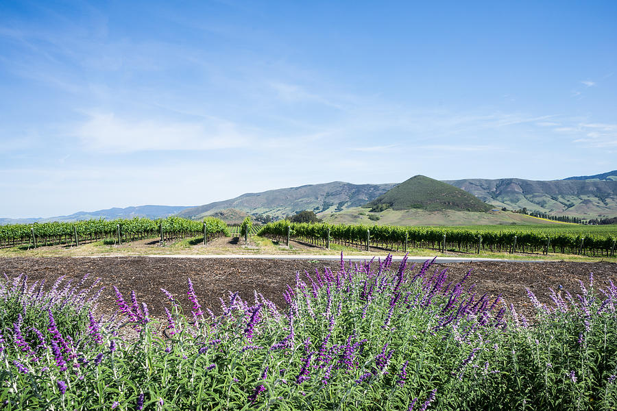 Sage In Wine Country Photograph by Priya Ghose