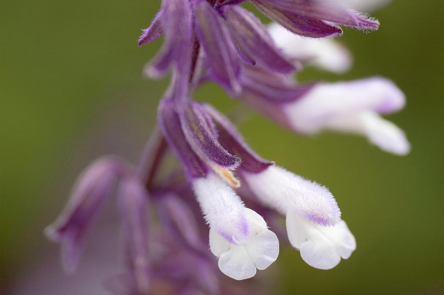 Nature Photograph - Sage (salvia Sp.) by Maria Mosolova/science Photo Library