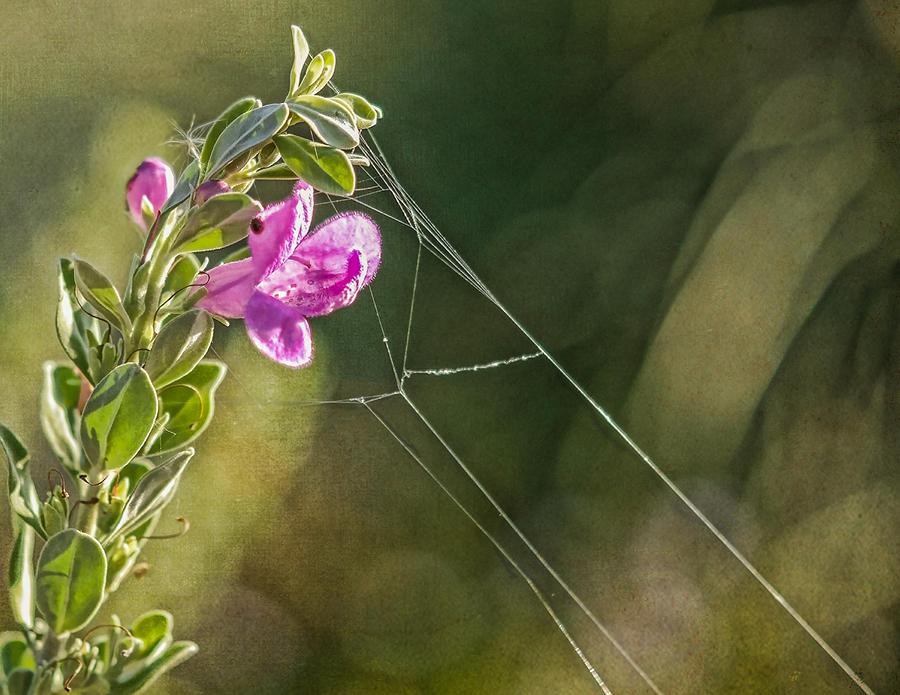 Sage with Cobweb Photograph by Peggy Blackwell