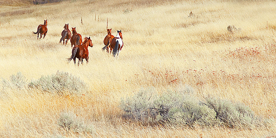 Sagebrush And Horses Photograph by Theresa Tahara
