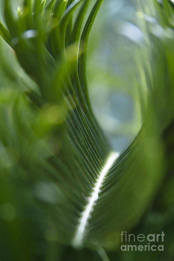 Garden Photograph - Sago Palm - Cycas revoluta by Sharon Mau