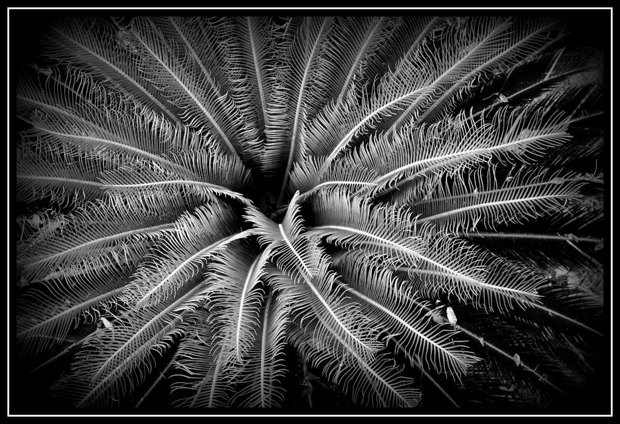 Sago Palm Photograph by Farol Tomson