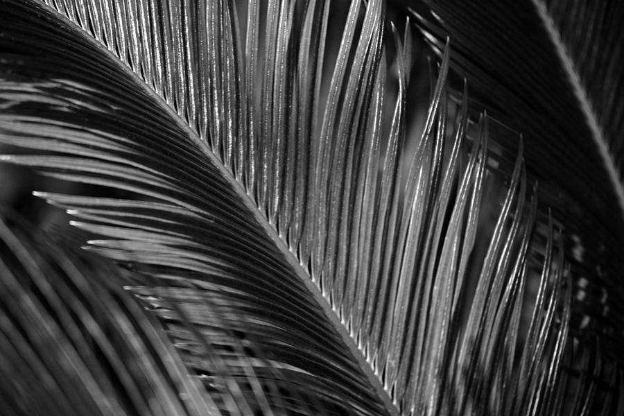 Sago Palm Frond B W Photograph by Connie Fox