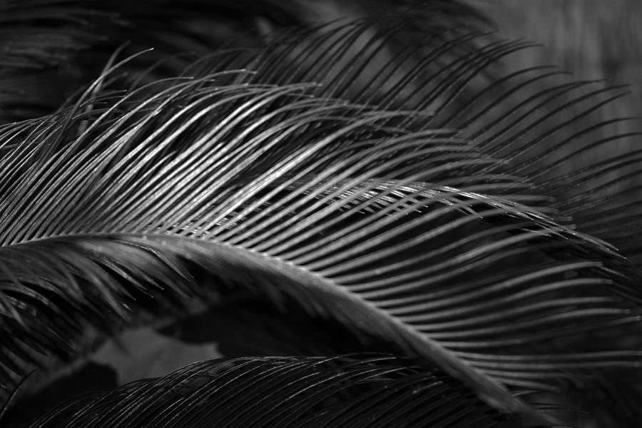 Sago Palm Fronds B W Photograph by Connie Fox