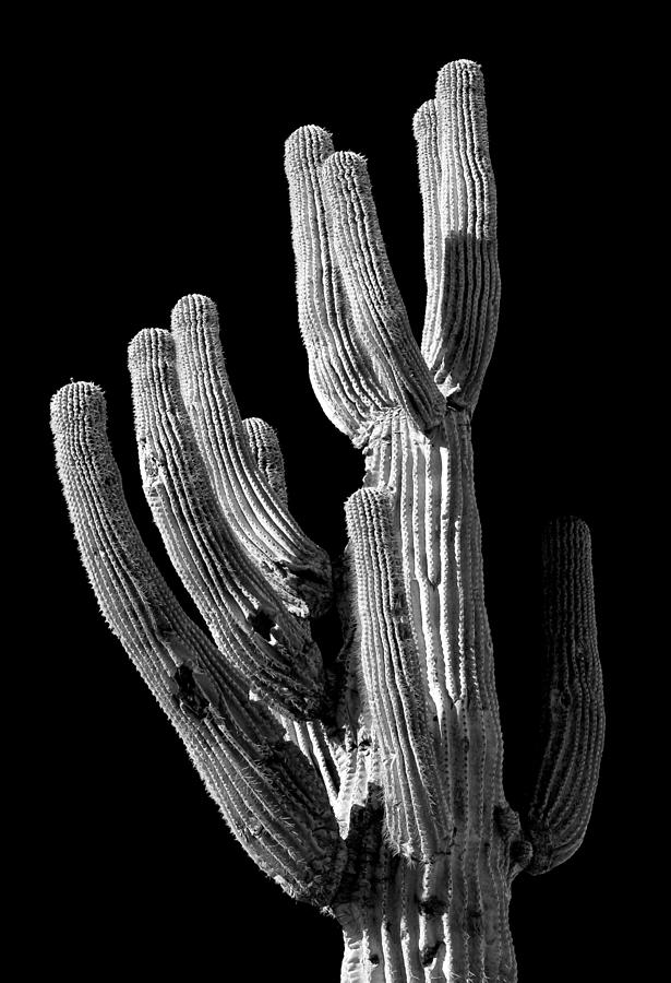 Saguaro 10 Photograph by Jim Painter