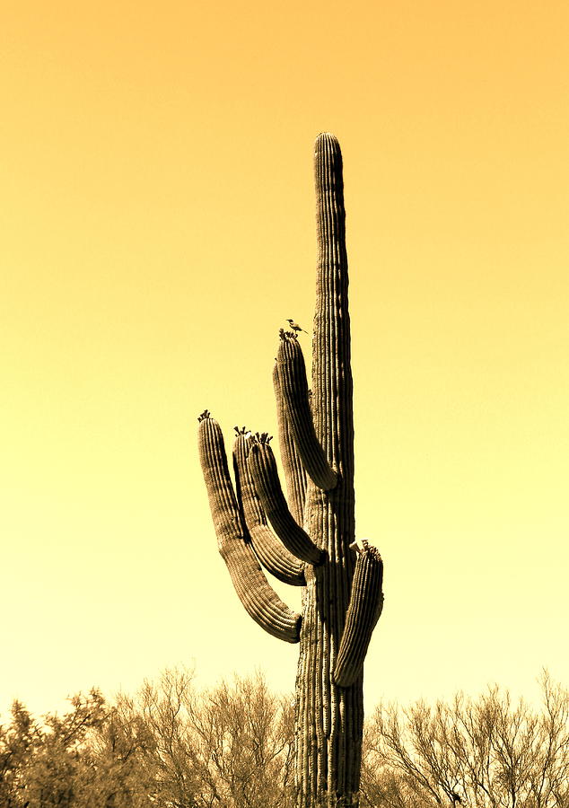 Saguaro 2 Photograph by Kume Bryant