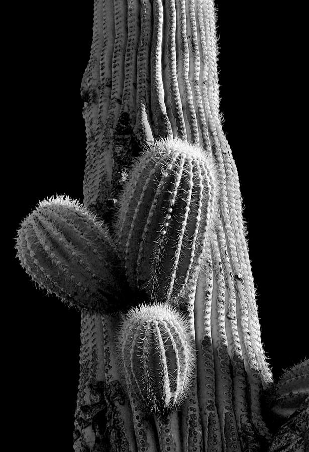 Saguaro 5 Photograph by Jim Painter