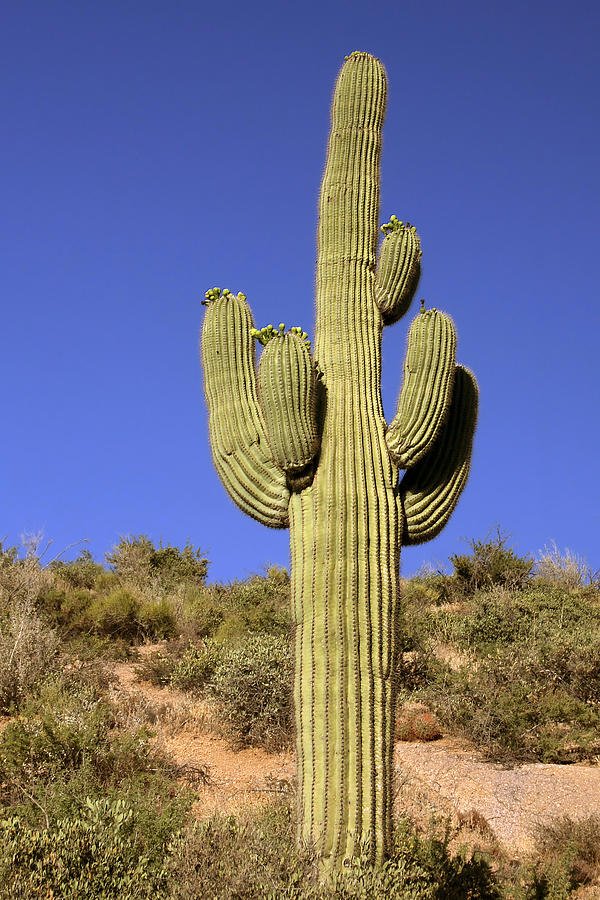 Landscape Photograph - Saguaro - A cactus with personality by Alexandra Till