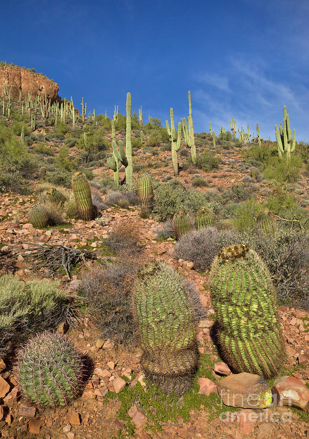 Saguaro And Barrel Cacti  Tonto N M Photograph by Yva Momatiuk John Eastcott
