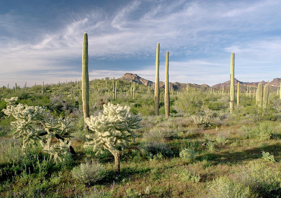 Saguaro And Cholla Cacti Photograph by Bob Gibbons/science Photo ...