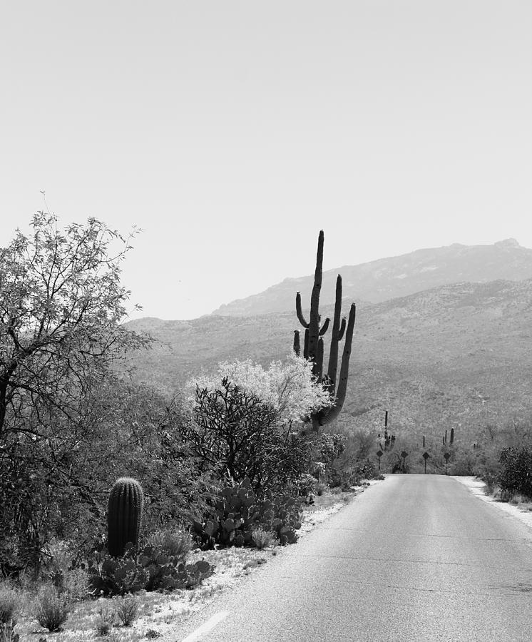 Saguaro and Everything Photograph by Kume Bryant