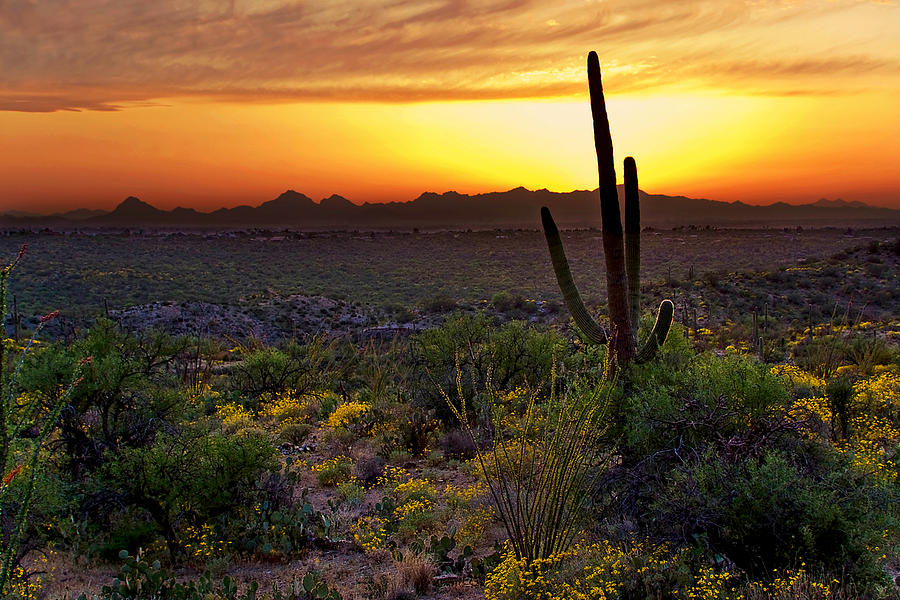 Saguaro and the Setting Sun Photograph by Leda Robertson