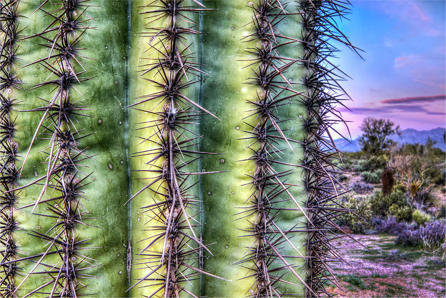 Saguaro Photograph by Anthony Citro