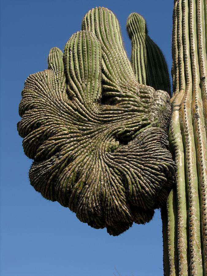 Saguaro Arm Photograph by Robert Lozen