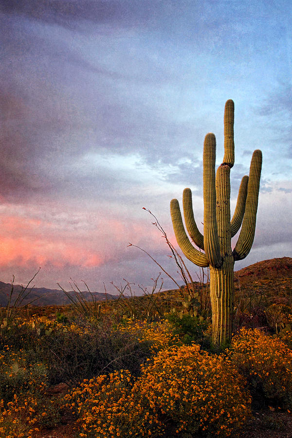Saguaro at Dusk  texture Photograph by Theo OConnor