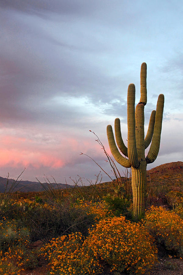 Saguaro at Dusk Photograph by Theo OConnor