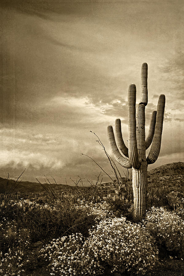 Saguaro at Dusk  tint Photograph by Theo OConnor