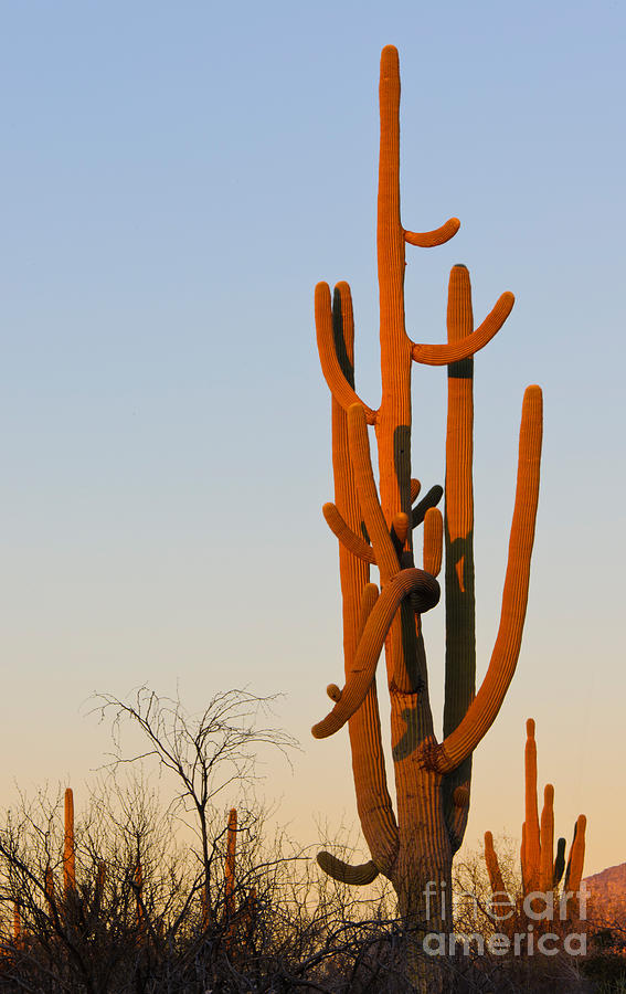 Nature Photograph - Saguaro At Sunset by John Shaw
