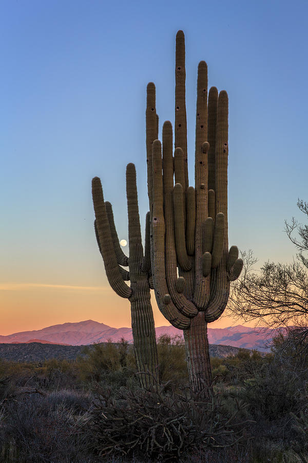 Sunset Photograph - Saguaro At Sunset by Rick Berk