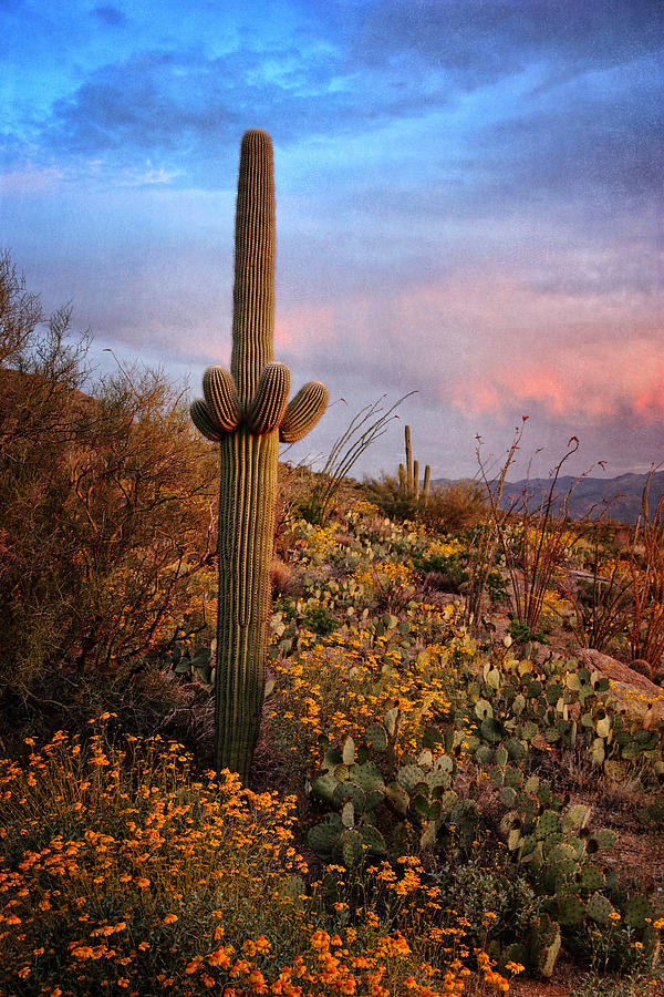 Saguaro at Sunset  tex Photograph by Theo OConnor