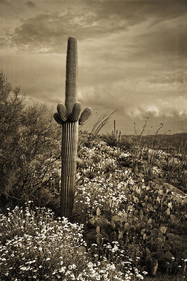Saguaro at Sunset tint Photograph by Theo OConnor