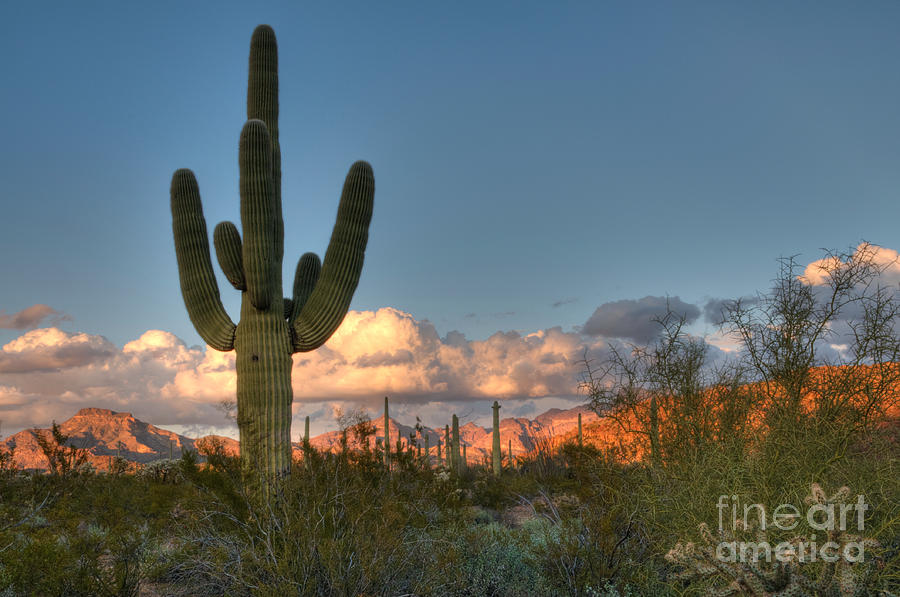 Saguaro at Sunset Photograph by Vivian Christopher