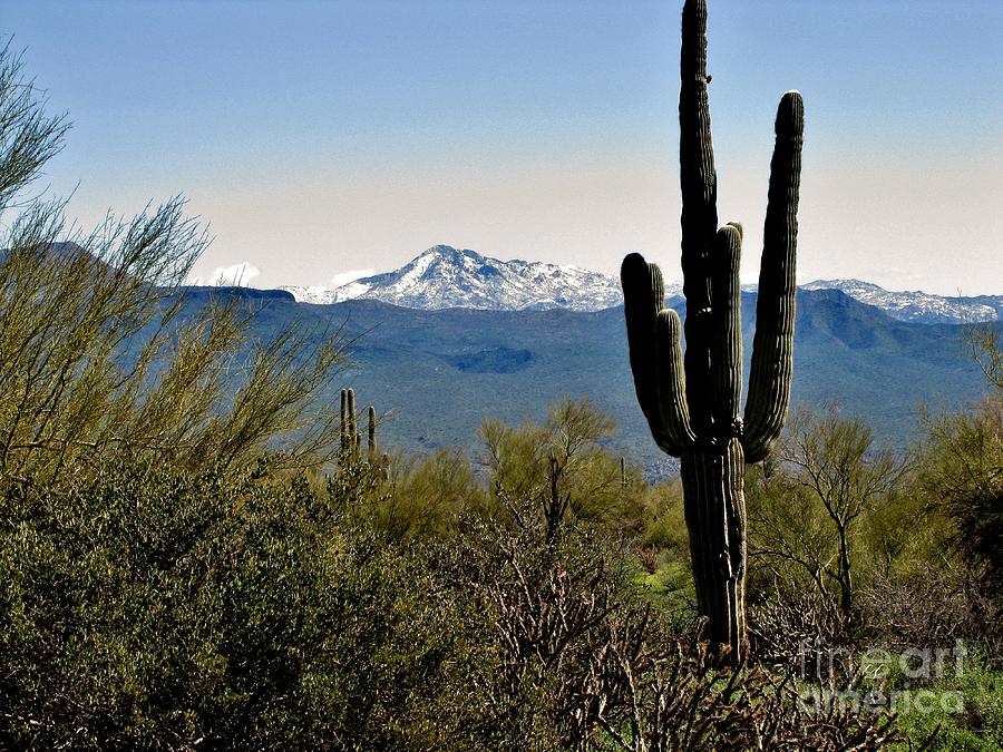 Saguaro Beauty Photograph by Marilyn Smith