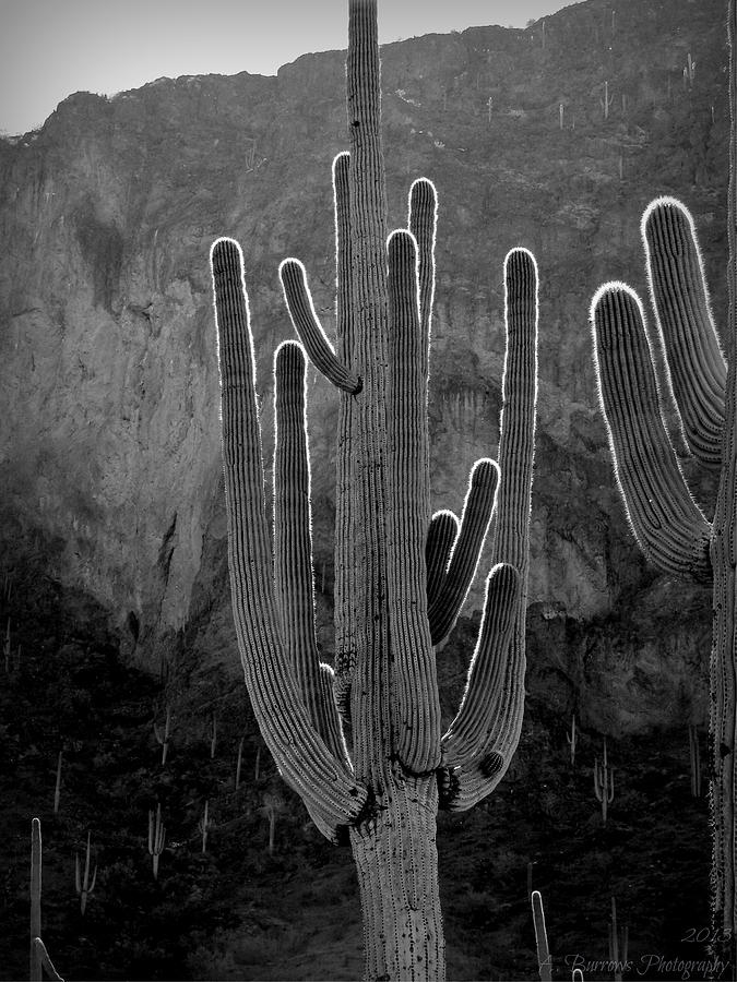 Saguaro Black and White Photograph by Aaron Burrows